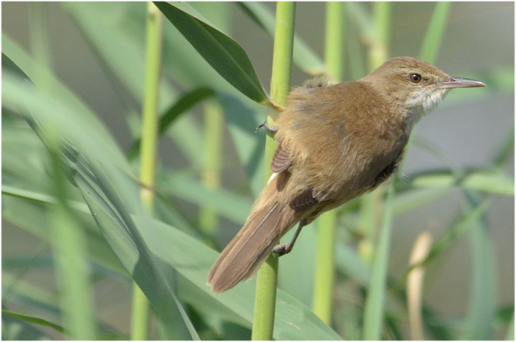 Acrocephalus stentoreus