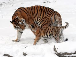 Animale pe cale de disparitie