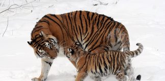 Animale pe cale de disparitie