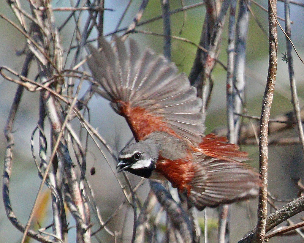 Calicalicus madagascariensis