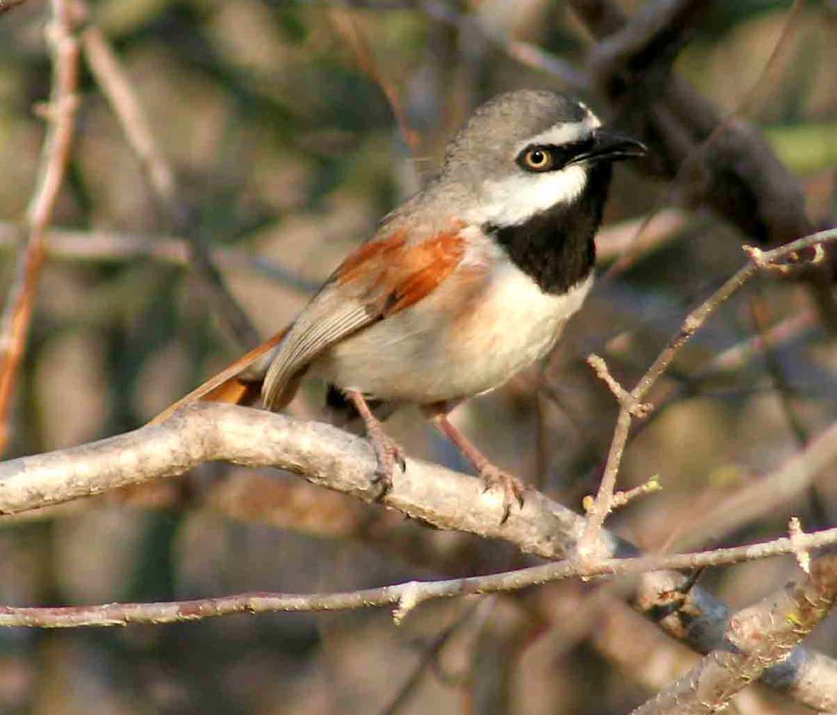 Calicalicus rufocarpalis