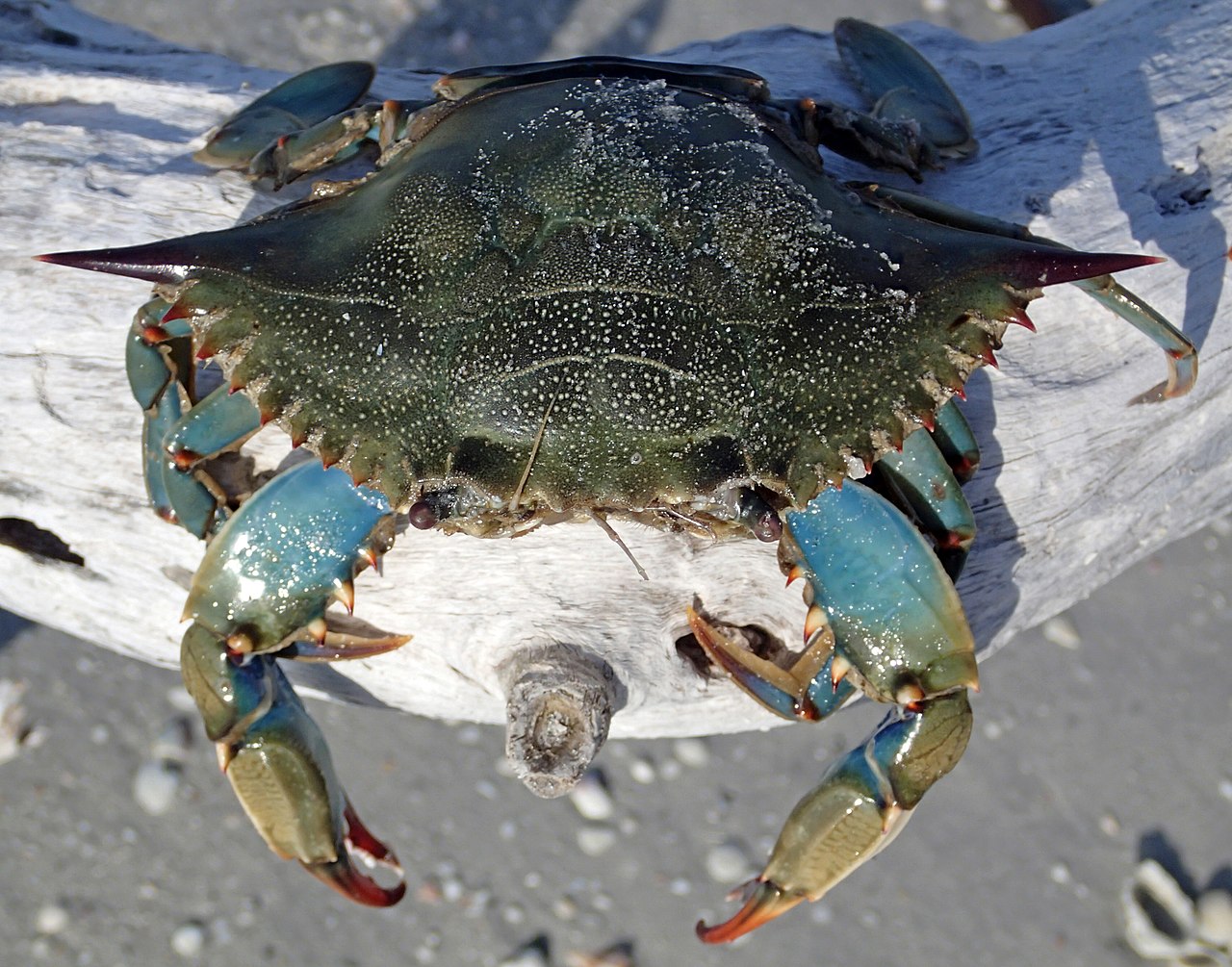 Callinectes sapidus