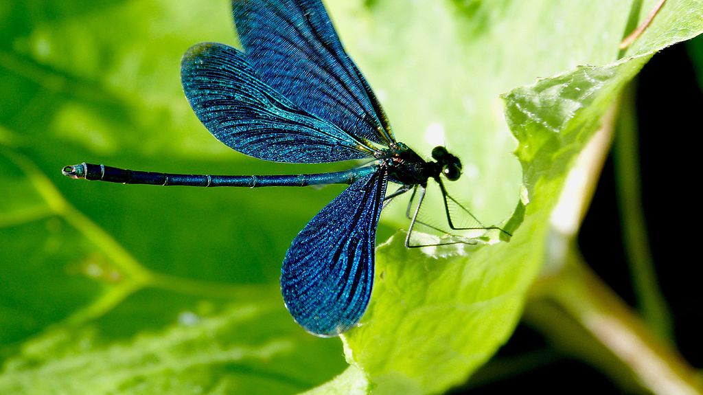 Calopteryx virgo