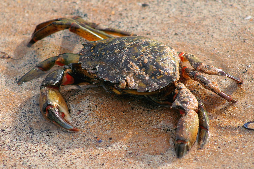 Carcinus maenas