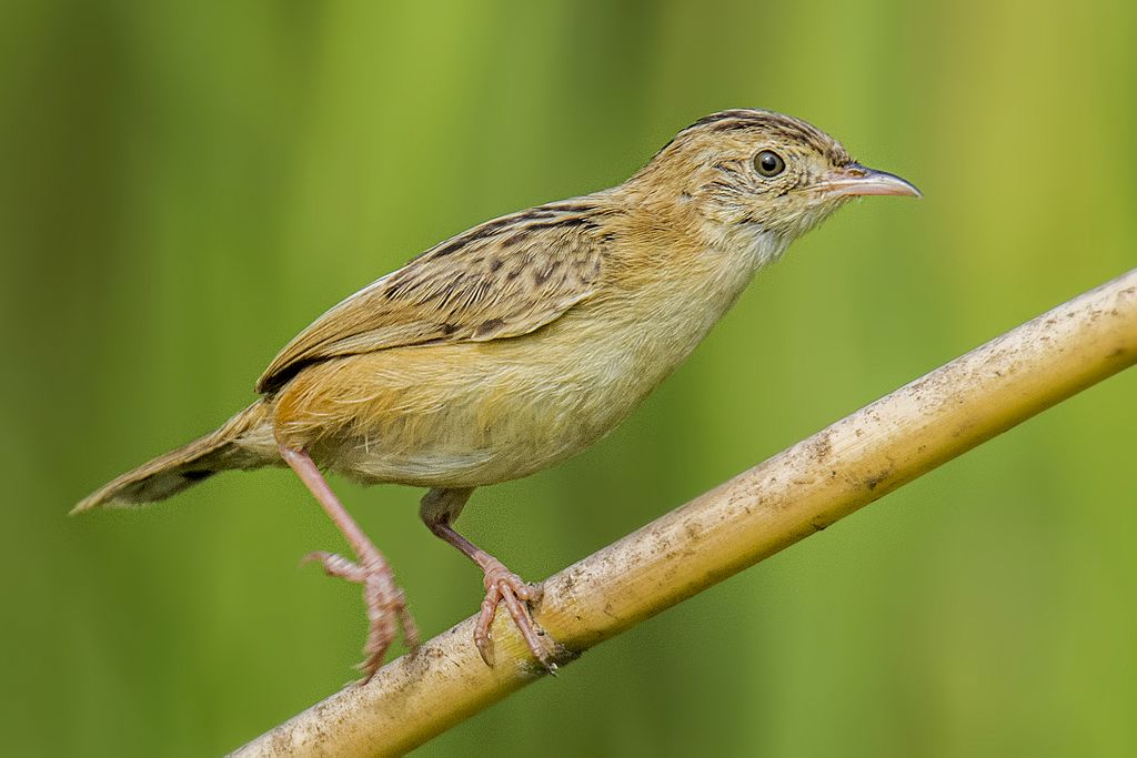 Cisticola juncidis