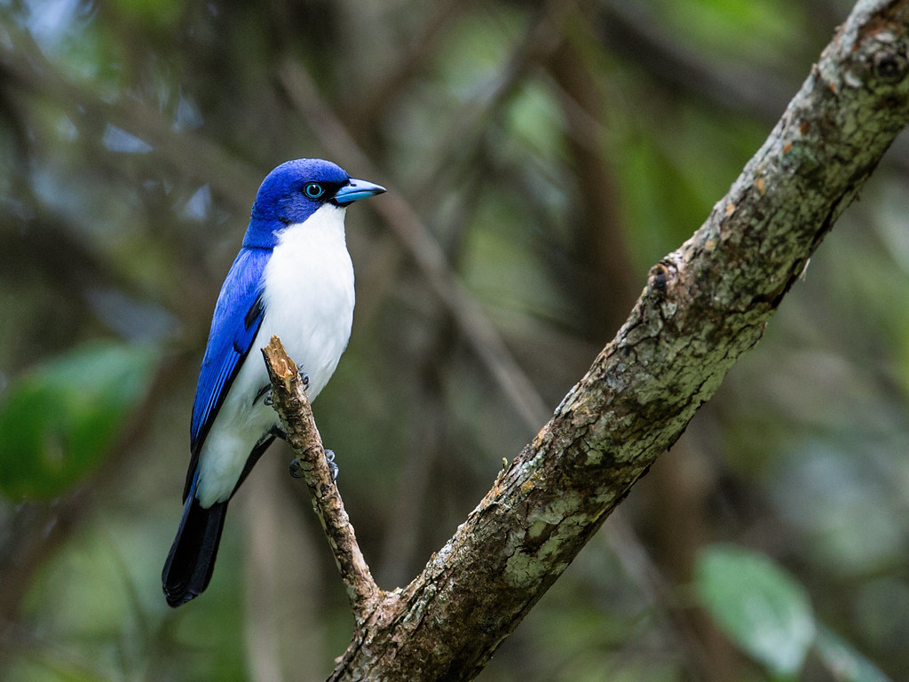 Cyanolanius madagascarinus