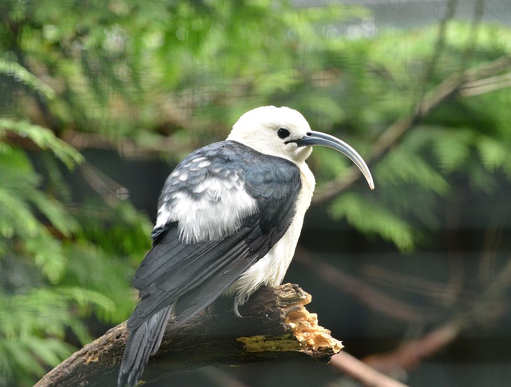 Falculea palliata