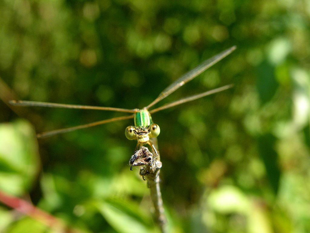 Lestes barbarus