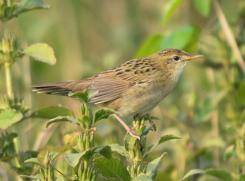 Locustella naevia