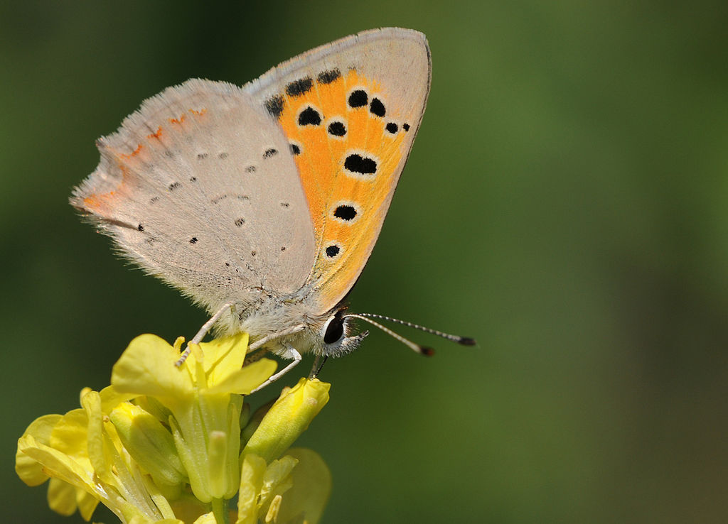 Lycaena Phlaeas