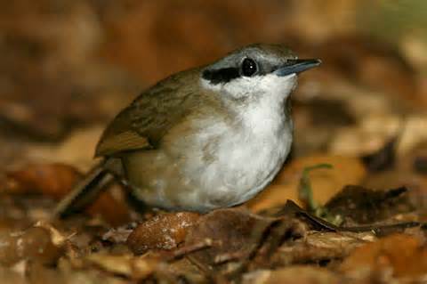 Mystacornis crossleyi, Foto: taenos.com