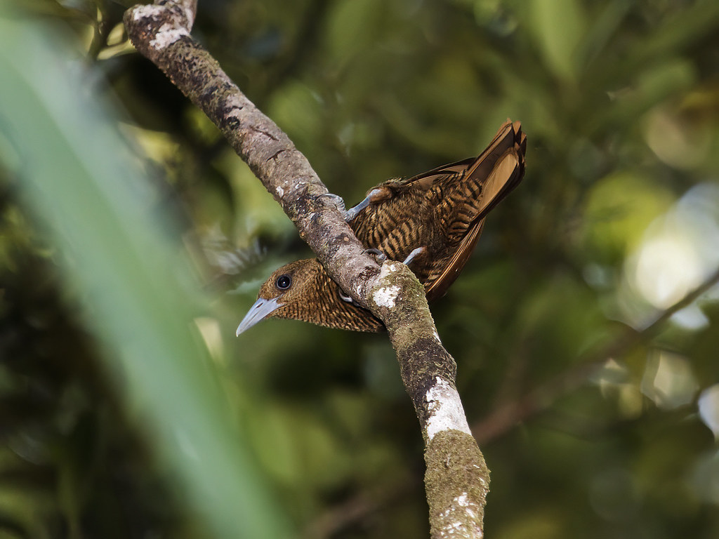 Oriolia bernieri