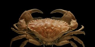 Specii de crabi înotători din clasa Malacostraca și adaptările lor unice Specii de crabi înotători din clasa Malacostraca