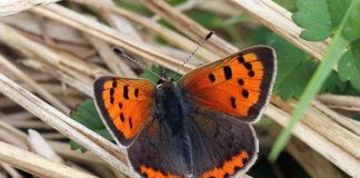 Specii de lycanide, fluturi fascinanți care trăiesc în simbioză cu furnicile Specii de lycanide, fluturi care produc un lichid ce este mâncat de furnici