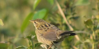 Cele mai fascinante specii de păsări cântătoare din familia Sylviidae Specii de păsări cântătoare din familia Sylviidae