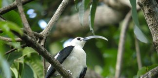 Cele mai interesante specii de sfrâncioci vanga din familia Vangidae Specii de sfrâncioci vanga din familia Vangidae