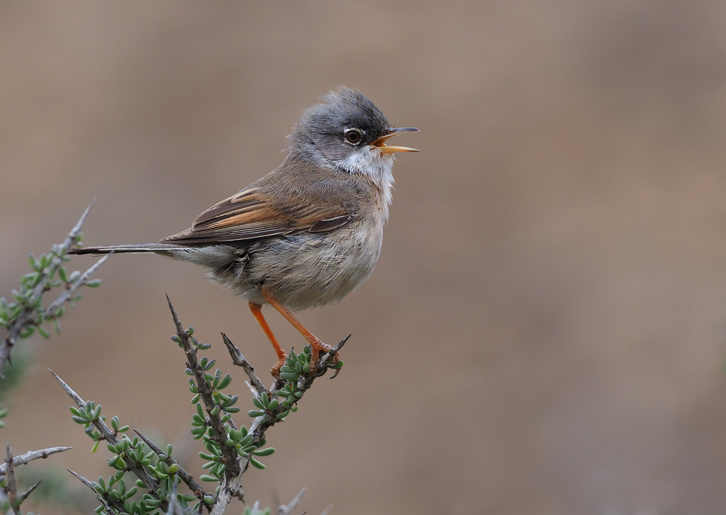 Sylvia conspicillata