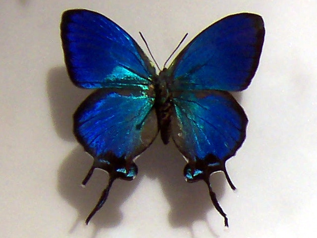 Thecla Coronata