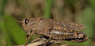 Cele mai fascinante specii de lăcuste și adaptările lor uimitoare Vezi cele mai interesante specii de lăcuste din lume