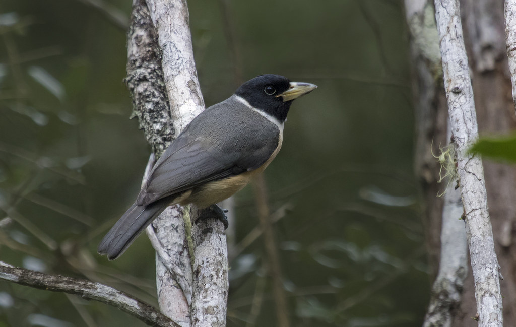 Xenopirostris polleni