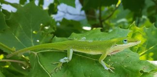 camuflajul animalelor