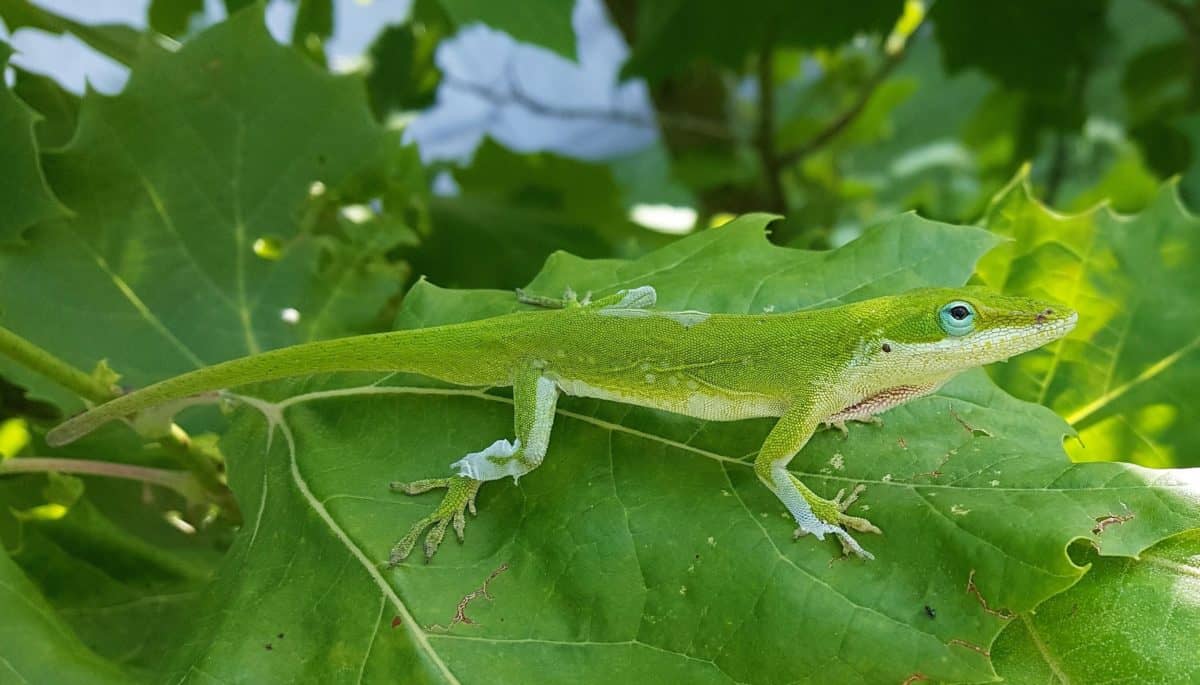 camuflajul animalelor