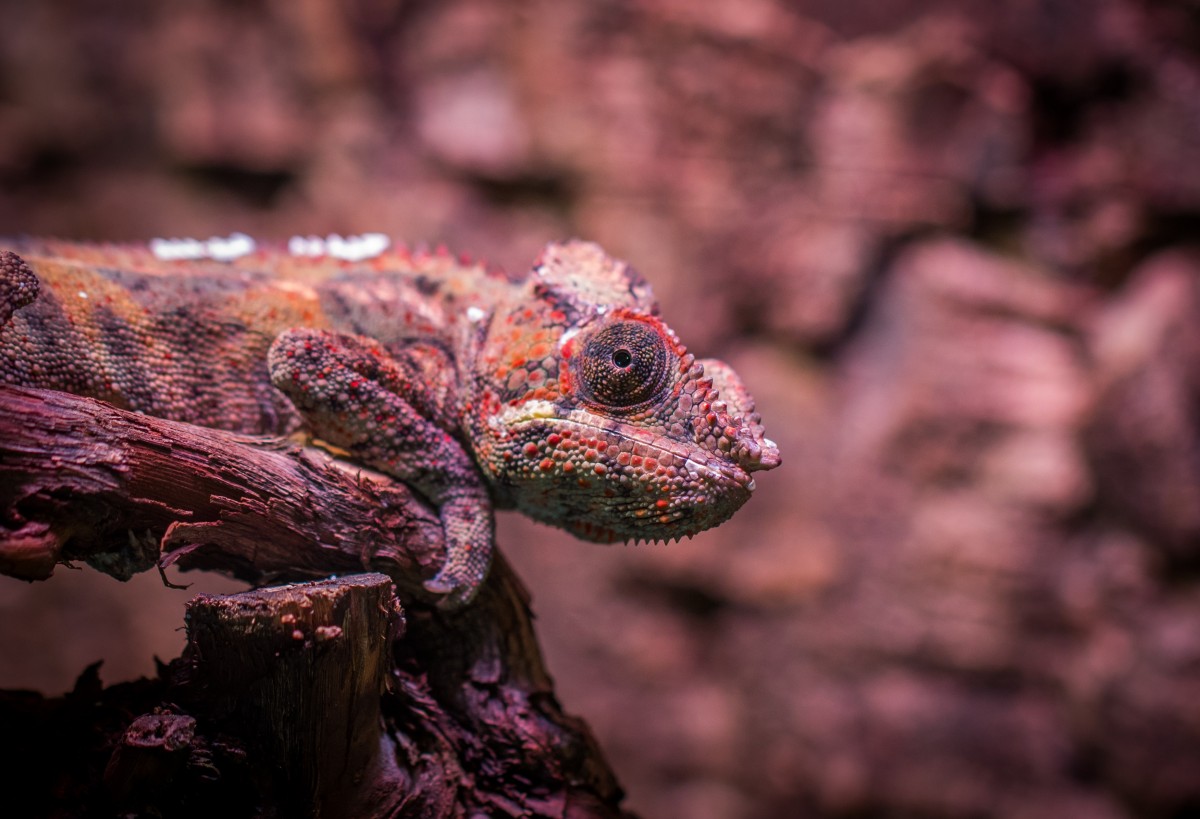 camuflajul animalelor1