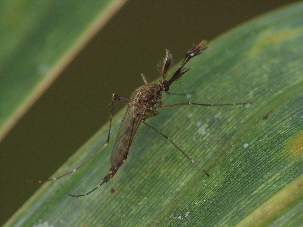 Aedes vexans