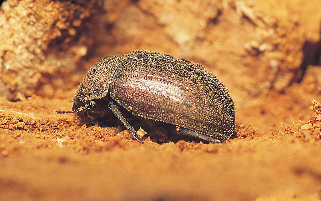 Aesalus scarabaeoides 