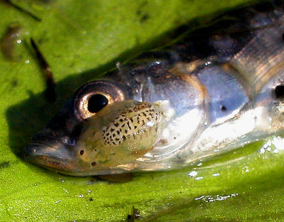 Argulus Ambystoma parazitează un pește, Foto: fishtanksandponds.co.uk