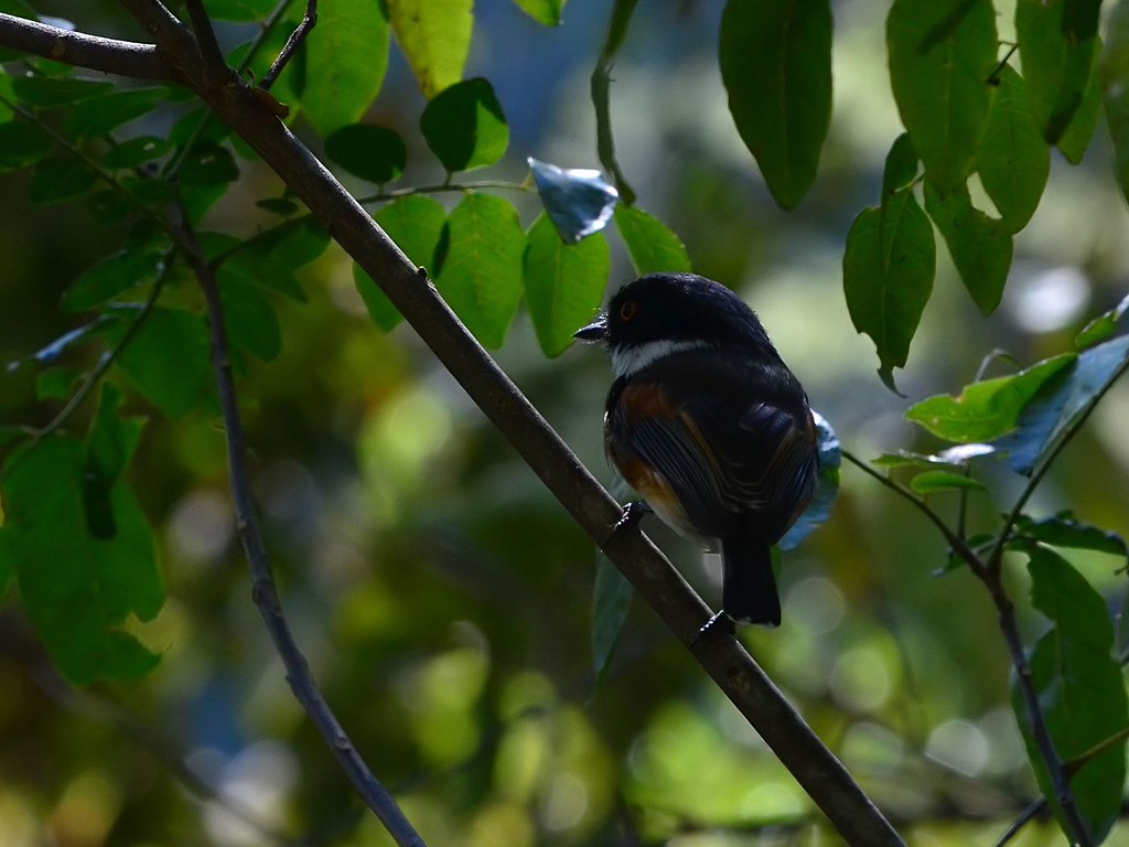 Batis capensis