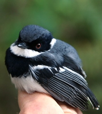 Specia Batis crypta, Foto: avibirds.com