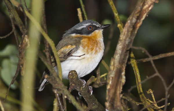 Specia Batis fratrum, Foto: buckhambirding.co.za