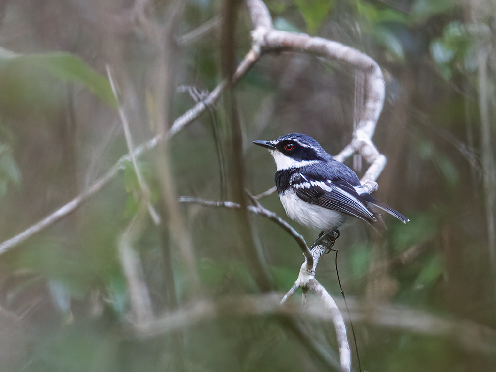 Batis mixta