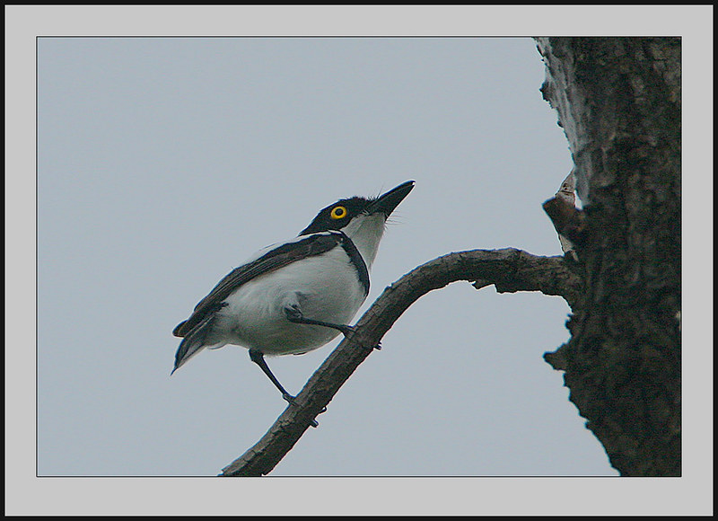 Batis senegalensis