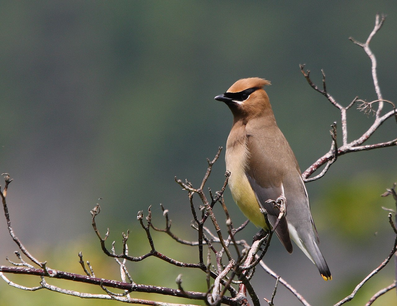 Bombycilla cedrorum