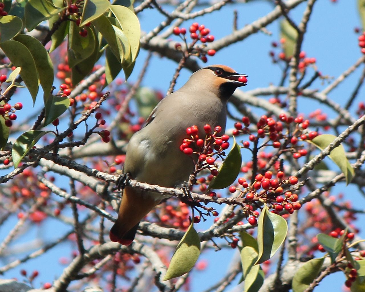 Bombycilla japonica