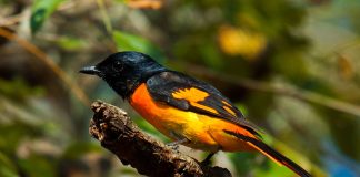 Campefagide – specii de păsări tropicale cu zbor asemănător cucilor Campefagide, specii de păsări arboricole care zboară asemănător cucilor