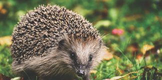 Specii de arici populare din întreaga lume și habitatul acestora Cele mai cunoscute specii de arici din lume