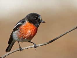 Cele mai cunoscute specii de prihori australoasiatici din familia Petroicidae