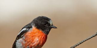 Cele mai cunoscute specii de prihori australoasiatici și caracteristicile lor Cele mai cunoscute specii de prihori australoasiatici din familia Petroicidae