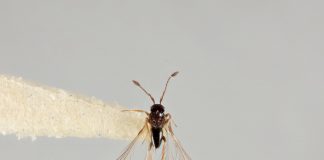 Cele mai mici insecte zburătoare din lume – Mimaridele și rolul lor ecologic Cele mai mici insecte zburătoare din lume - Mimaride