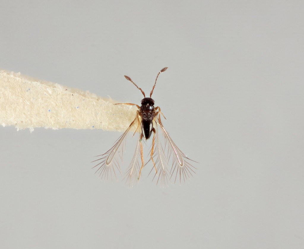 Cele mai mici insecte zburătoare din lume - Mimaride Cele mai mici insecte zburătoare din lume - Mimaride