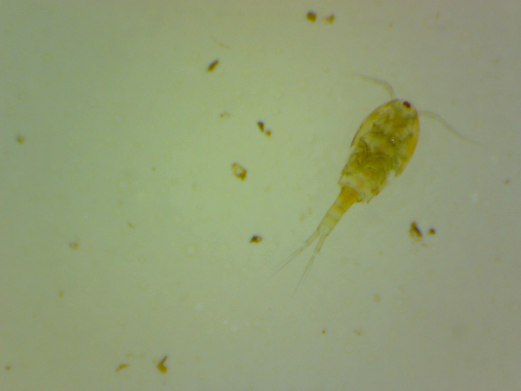 Copepode Cyclopoide