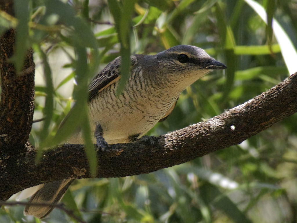 Coracina tenuirostris