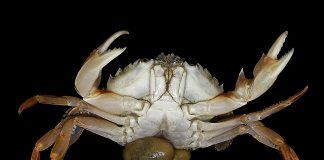 Specii fascinante de maxilopode din întreaga lume Descoperă cele mai interesante specii de maxilopode din lume