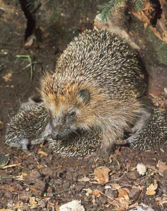 Erinaceus frontalis, femela cu pui, Foto: bvi.rusf.ru