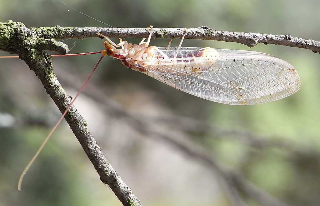 Italochrysa italica