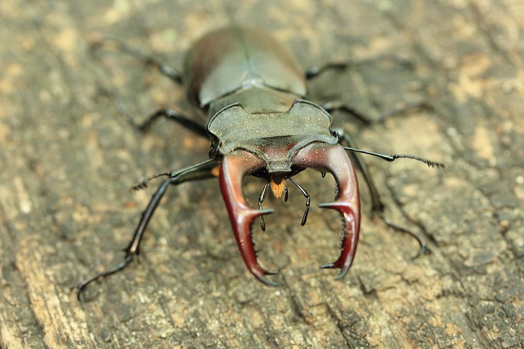 Lucanus Cervus