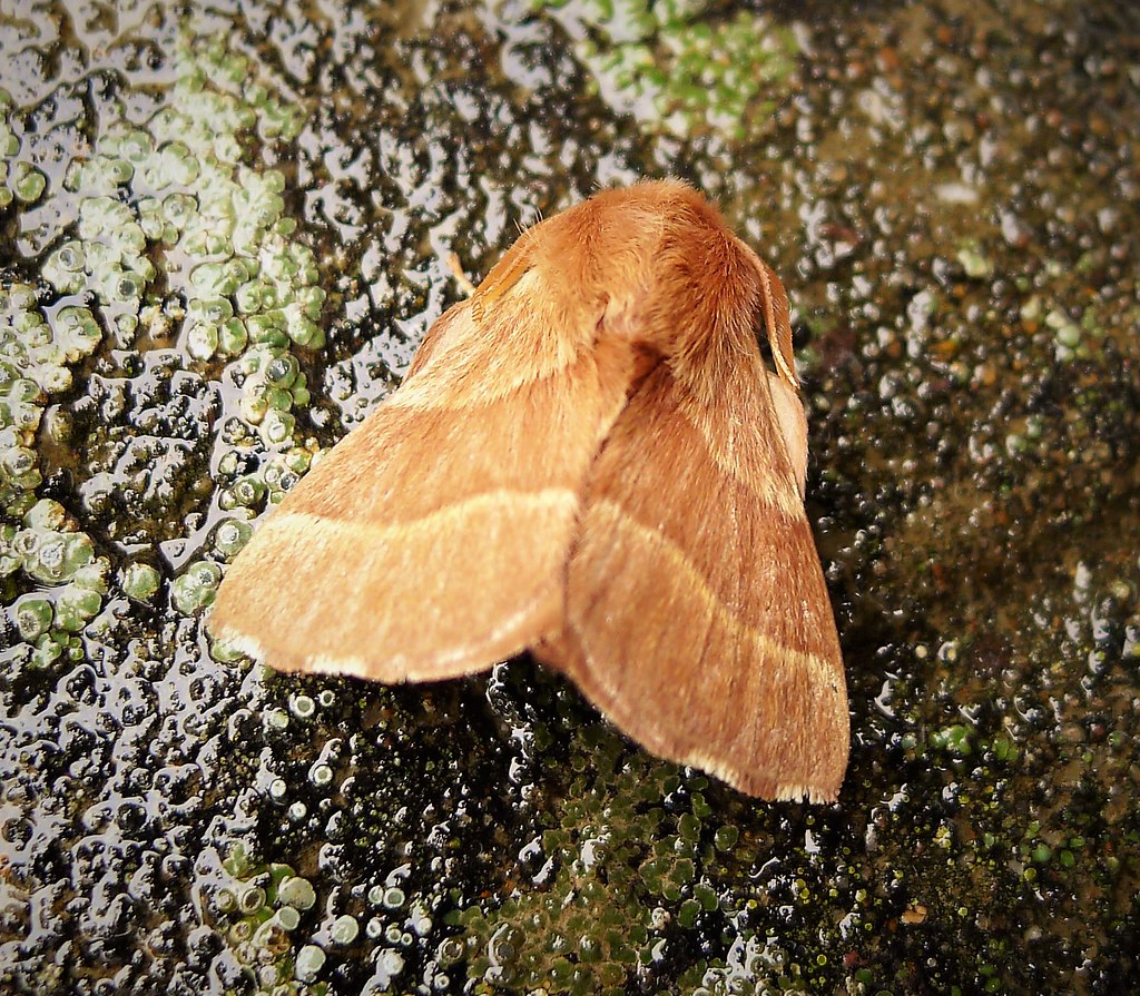 Malacosoma neustria